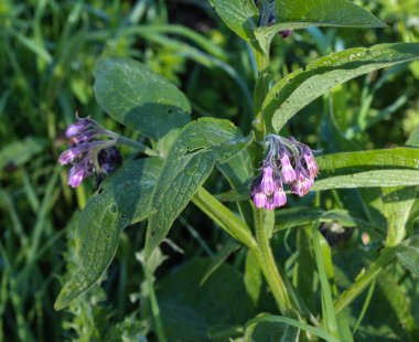 Bahar boyunca yabani kuş ya da hakiki kuş (Symphytum officinale) çiçeği