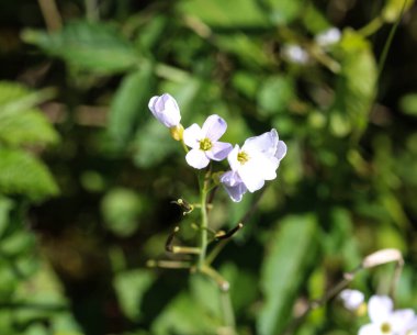 Baharda açan büyük acı dere (Cardamine amara)