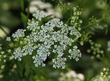 Güzel çiçeklerin güzel manzarasını kapat. 