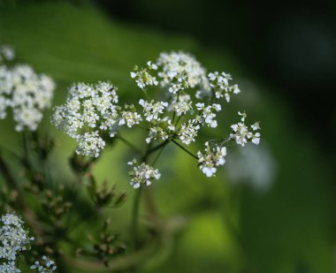 cow parsley or wild chervil (Anthriscus sylvestris), blooming during spring clipart