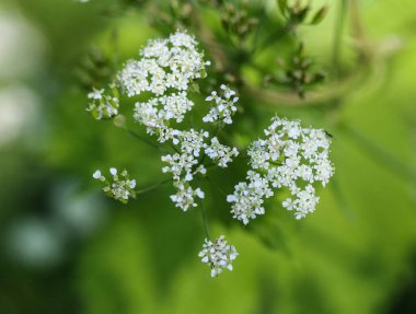 Güzel çiçeklerin güzel manzarasını kapat. 