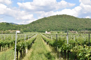 Franciacorta toprakları ve üzüm bağları - İtalya