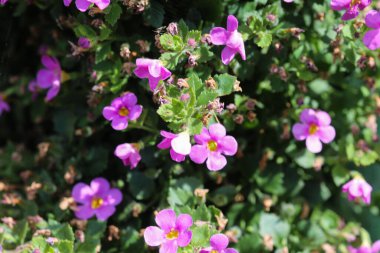 Aubrieta deltoidea, leylak ağacı, mor kaya teresi ve gökkuşağı kayası teresi olarak da bilinir.