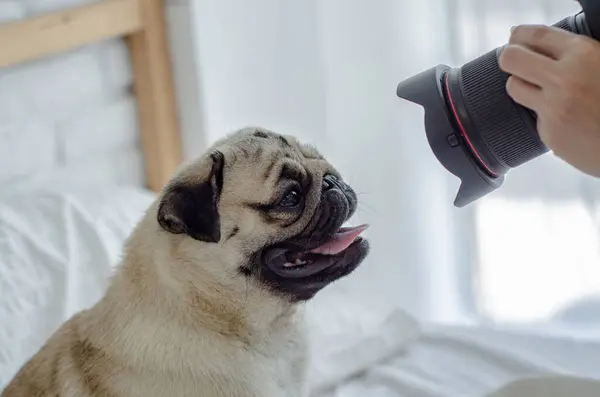 Милая Собачка Фотографирует Камеру Смешным Лицом Белом Фоне — стоковое фото
