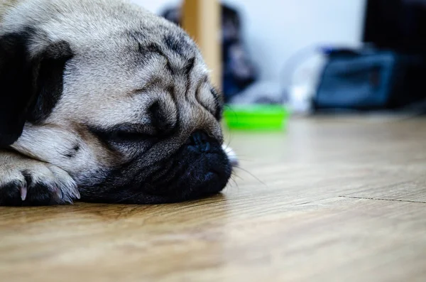 Köpek Pug Apartmanın Zemininde Uyuyor — Stok fotoğraf