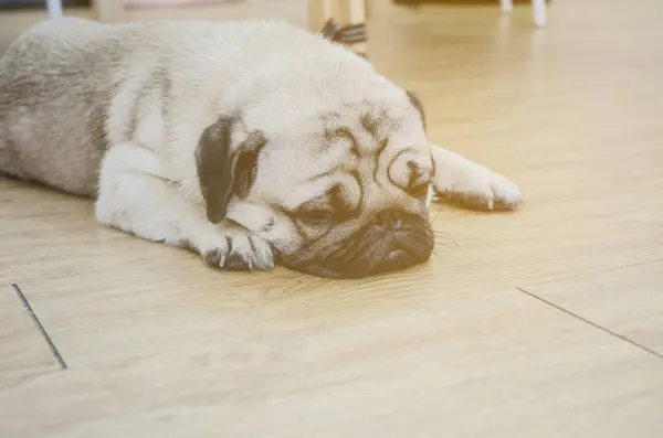 Netter Hund Auf Dem Boden — Stockfoto