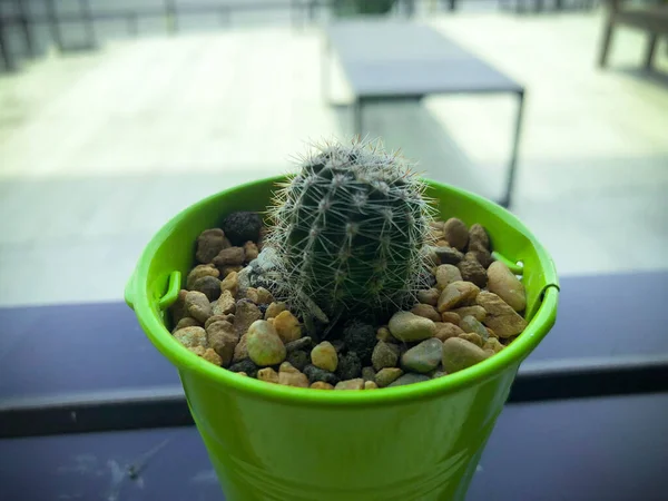 Green Small Cactus Plant Little Bucket Pot Window Glass — Stock Photo, Image