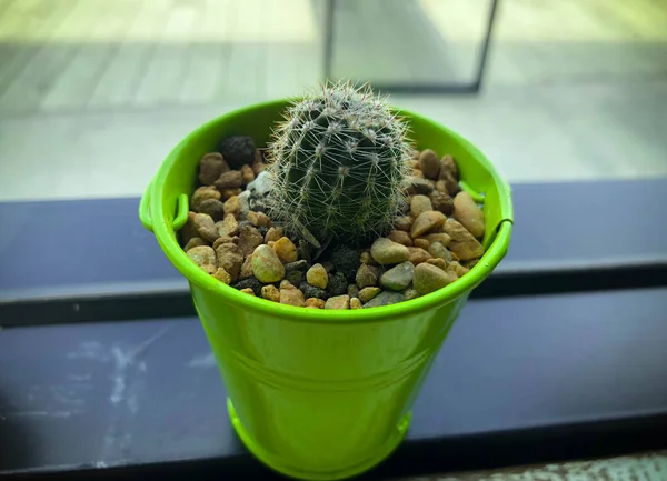 Green Small Cactus Plant Little Bucket Pot Window Glass — Stock Photo, Image