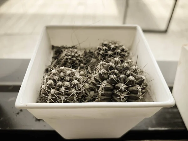 Beautiful Cactus Small Plant Pots — 图库照片