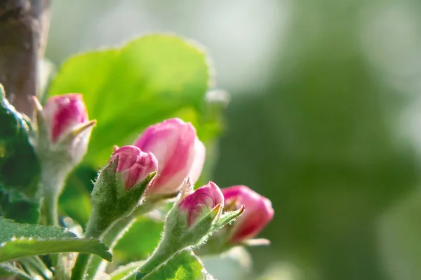 Vårens Äppelträd Blomma Närbild Vit — Stockfoto