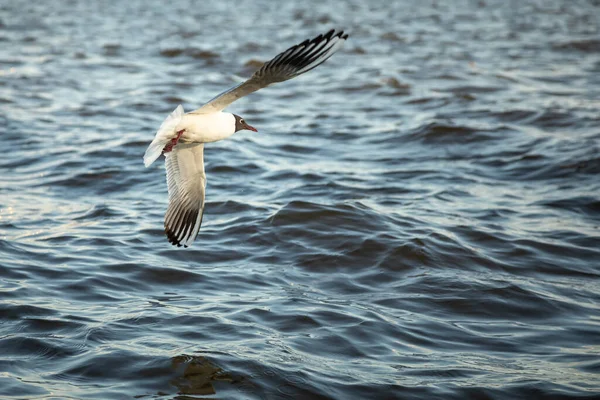 Aves Aquáticas Moscas Gaivota Conjuntos Água — Fotografia de Stock