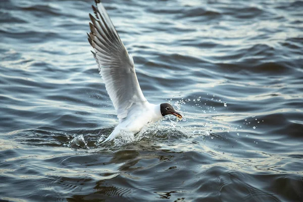 Wasservögel Möwen Fliegen Und Wasser Setzt — Stockfoto