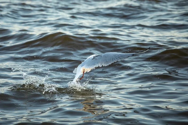 Sjöfåglar Fiskmåsar Och Vattenset — Stockfoto