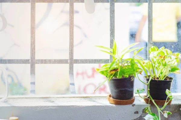 Pencere Kenarındaki Saksılarda Küçük Yeşil Bitkiler — Stok fotoğraf