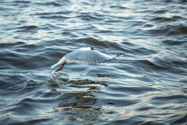 Waterfowl Seagull Flies Water Sets — Stock Photo, Image