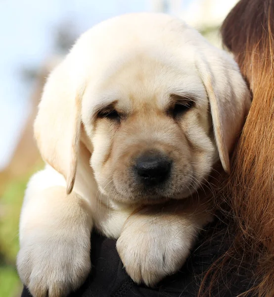 Pequeno Cachorro Golden Retriever — Fotografia de Stock