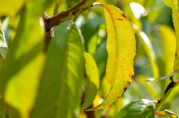 Zelené Listy Slunci Přírodní Pozadí — Stock fotografie