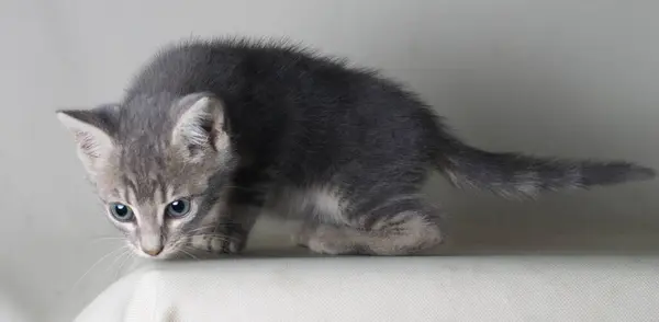 Cute Kitten Playing Sofa Cat Kitten Cat — Stock Photo, Image