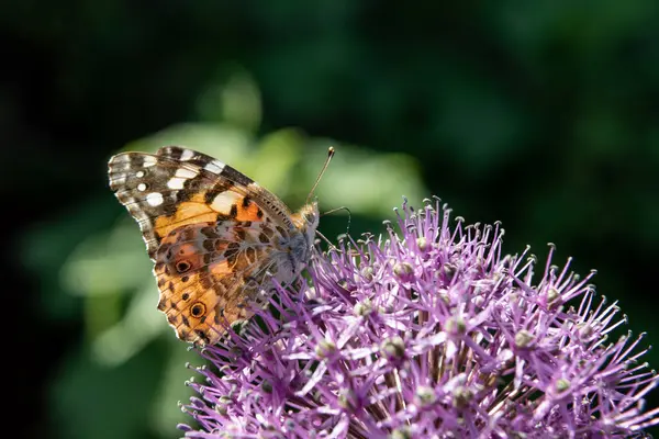 Motyl Zbiera Nektar Kwiatu Dekoracyjnej Żarówki — Zdjęcie stockowe