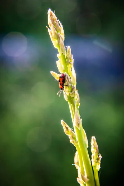 Red Insect Sits Top Green Pointed Plant Spraying — Stock Photo, Image