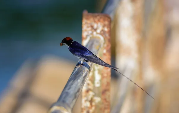 Pássaro Pequeno Engolir Cauda Arame Hirundo Smithii Empoleirado — Fotografia de Stock