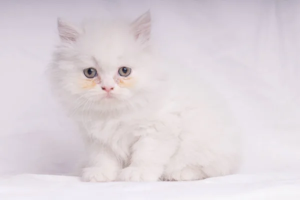 White Persian Cat Kitten Lying Looking Camera Isolated — Stok fotoğraf
