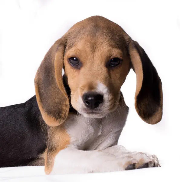 Intressant Porträtt Beagle Hund Valp Tittar Kameran — Stockfoto