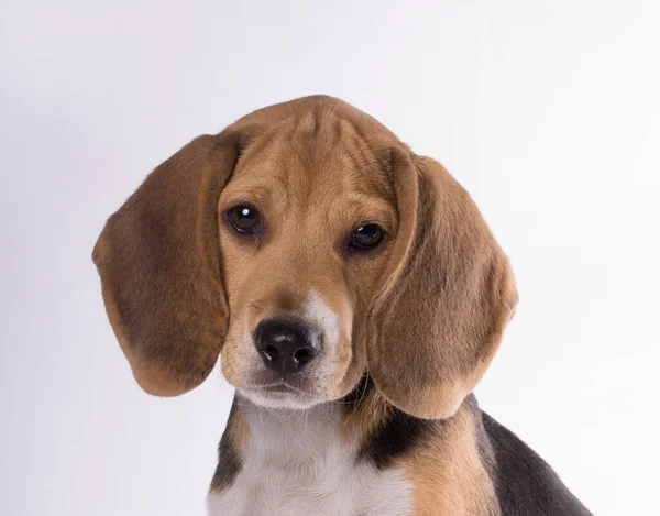 Närbild Porträtt Ledsen Beagle Hund Valp Tittar Kameran — Stockfoto