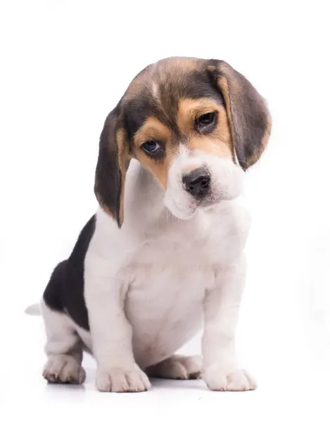 Beagle Štěně Přední Části Bílého Pozadí — Stock fotografie