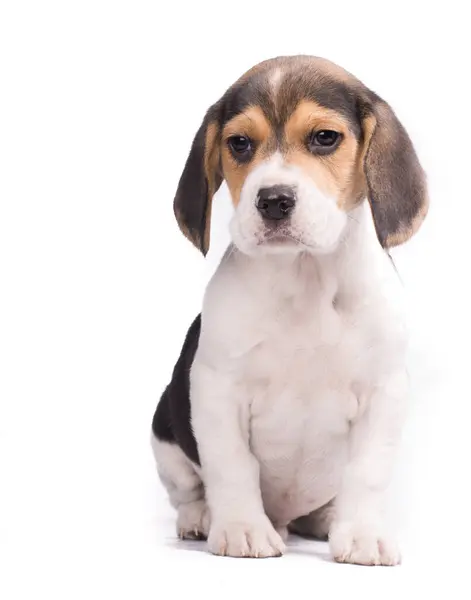 Porträtt Sittande Beagle Med Textutrymme Till Vänster — Stockfoto