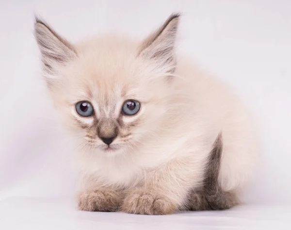 눈으로 Siamese 고양이의 클로즈업 초상화 — 스톡 사진