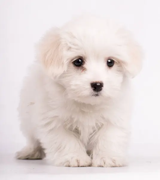 Крупним Планом Портрет Повного Тіла Мальтійської Собаки Чарівний Милий — стокове фото