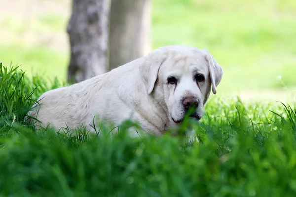 Labrador Köpeği Çimenlerde Yatıyor — Stok fotoğraf