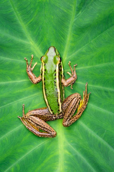 Image Paddy Field Green Frog Green Paddy Frog — Stock Photo, Image