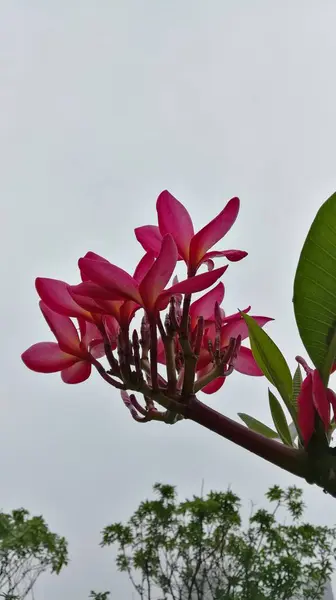美しい植物ショット ピンクの花が付いている自然な壁紙 — ストック写真