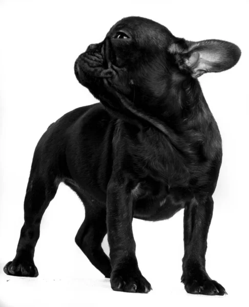 Černobílý Celotělový Portrét Francouzského Buldoka — Stock fotografie