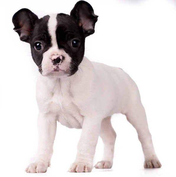Bulldog Francés Cachorro Sentado Delante Fondo Blanco —  Fotos de Stock