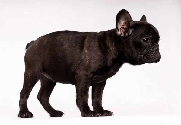 Full Body Standing Dog French Bulldog Brown Looking Right — Stock Photo, Image