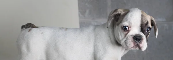 Interessante Ritratto Della Parte Superiore Bulldog Guardando Fotocamera — Foto Stock
