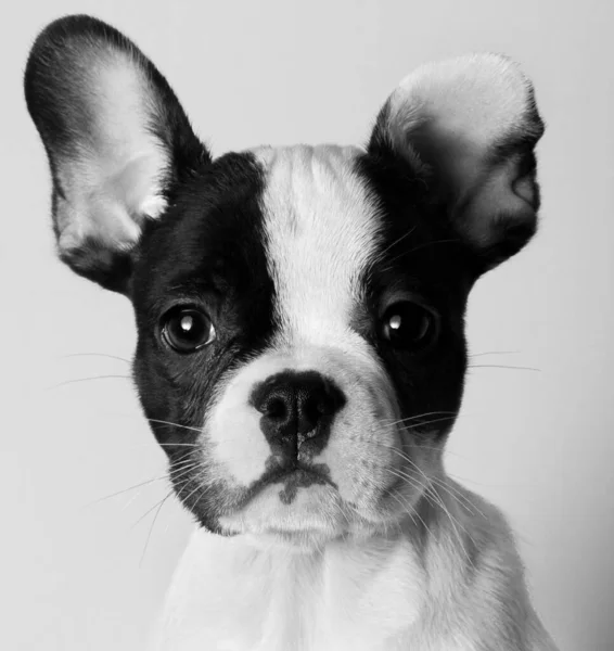 Retrato Cerca Blanco Negro Del Bulldog Frenchie Mirando Cámara —  Fotos de Stock