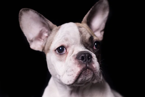 Darkness Portrait French Bulldog Looking Right — Stock Photo, Image