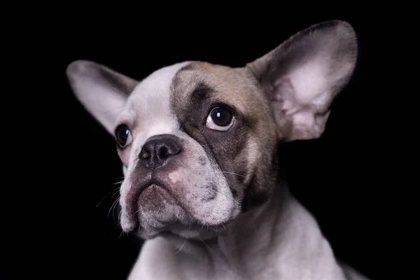 Close Francês Bulldog Retrato Olhando Para Esquerda Isolado Preto — Fotografia de Stock