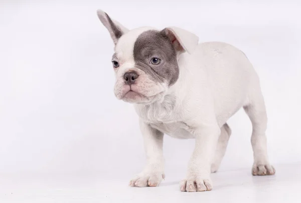 Bulldog Francese Bianco Con Gli Occhi Azzurri Che Ascolta Qualcosa — Foto Stock