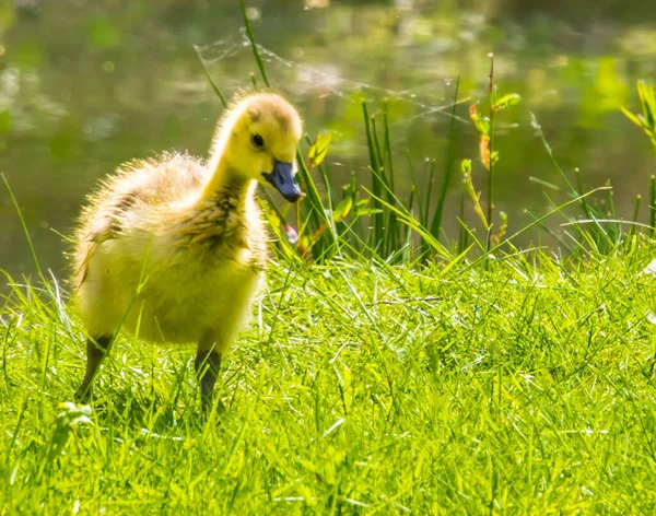 Cackling Goose Gosling Standing Grass Adorable Juvenile Duck Tropical Water — Stock Photo, Image
