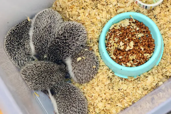 Small Cute Hedgehogs Cage — Stock Photo, Image