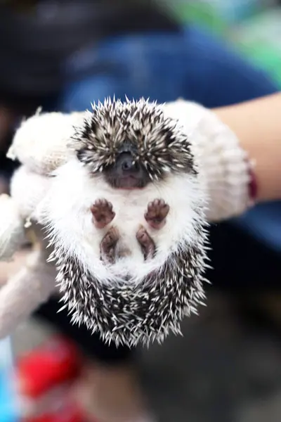 Closeup Hands Holding Hedgehog — Stock Photo, Image