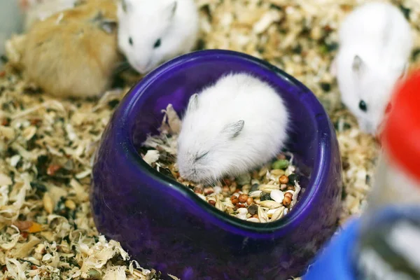Hamster Cage Hamster Cage Pet Hamster — Stock Photo, Image