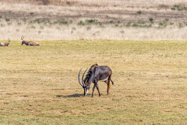 Saçalı Antilop Boğa Hippotragus Niger Otlatma — Stok fotoğraf