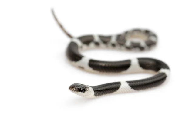 image of little snake (Lycodon laoensis) on white background