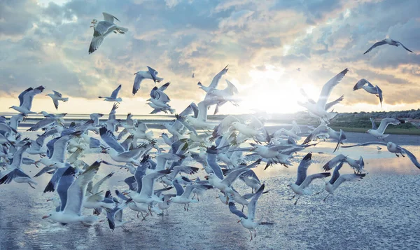 Sea Gulls Flying Water Infant Sunset — Stock Photo, Image
